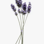 cutie_bootie (Cutie ❤️) OnlyFans Leaked Videos and Pictures 

 profile picture