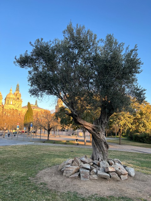 Header of cvdnotsure