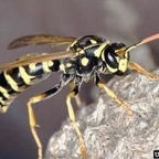 Onlyfans leaks darebear666 

 profile picture