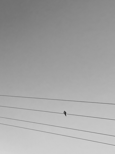 Header of elisabethxoxo