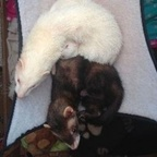 ferret OnlyFans Leaks 

 profile picture