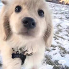 Download kunkungou OnlyFans leaks for free 

 profile picture