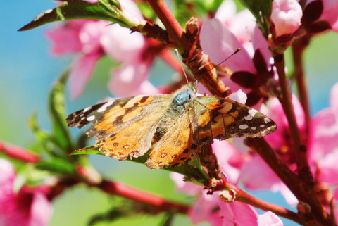 Header of little.bee