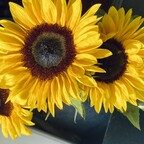 lozjones OnlyFans Leaked 

 profile picture