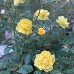 nadinefassbender (Nadine Faßbender) OnlyFans Leaked Videos and Pictures 

 profile picture