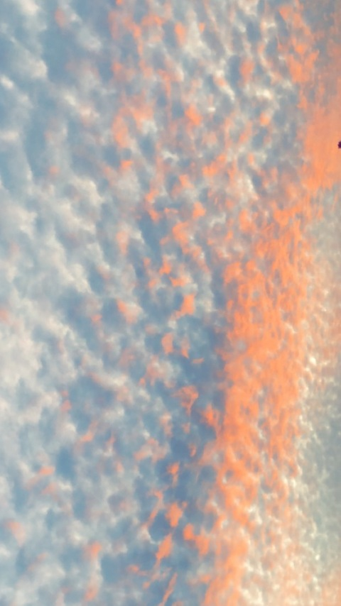 Header of pantieswet