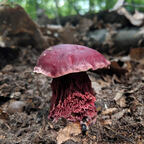 paulstalemints OnlyFans Leaked 

 profile picture