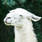 pecantowel OnlyFans Leaked Photos and Videos 

 profile picture