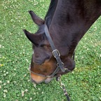 princesselleon OnlyFans Leaked Photos and Videos 

 profile picture