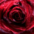 rosebud26 OnlyFans Leaked Photos and Videos 

 profile picture