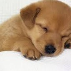 roxanamaria (Roxana) free OnlyFans Leaks 

 profile picture