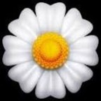 Onlyfans leak whoopsie_daisy420 

 profile picture