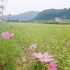 Onlyfans leak yeonhwa 

 profile picture