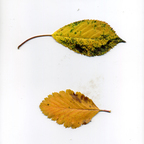 zerreitug (grimm zerreitug) free OnlyFans Leaked Content 

 profile picture