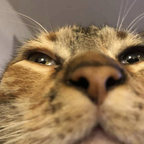 zoppa (Zoppa) free OnlyFans Leaked Pictures & Videos 

 profile picture